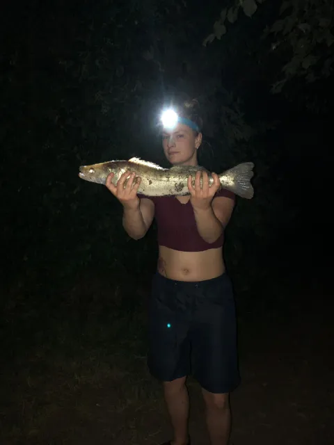 Zander