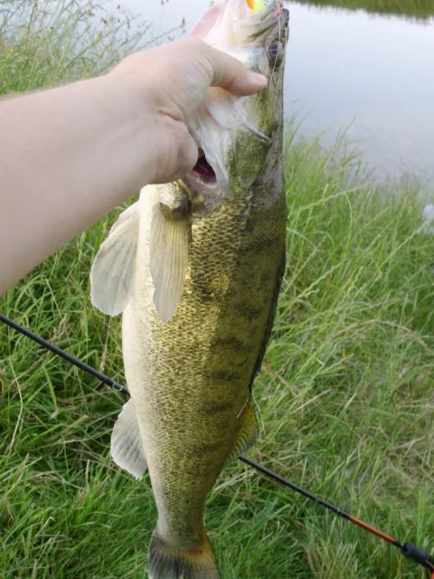 Zander