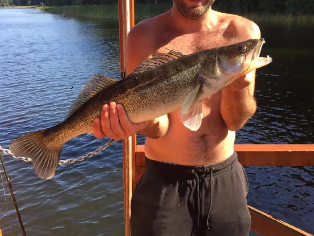 Zander