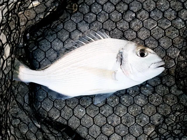 Dorade