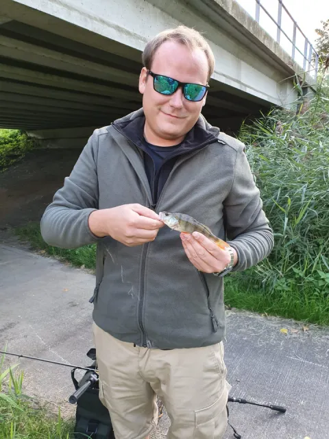 Flussbarsch