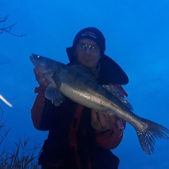 Zander