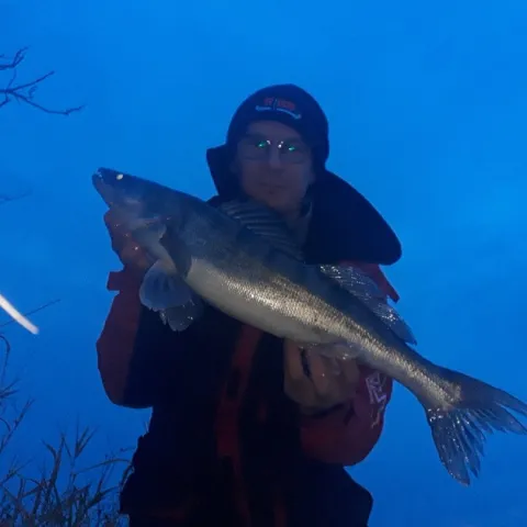 Zander