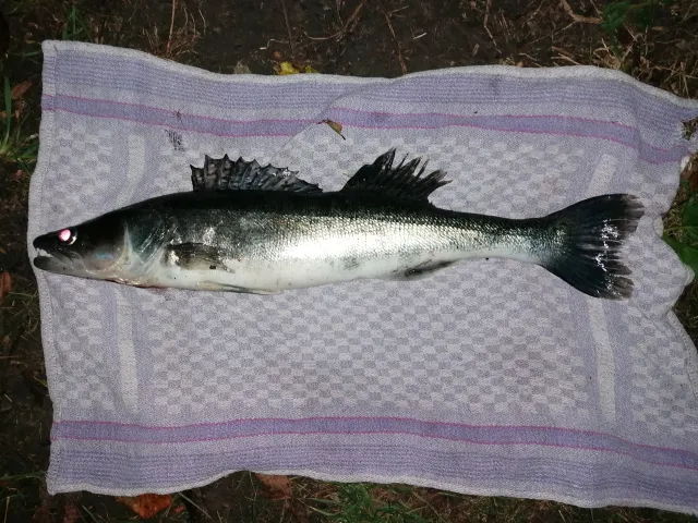 Zander