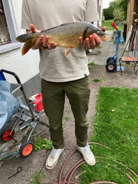 Karpfen