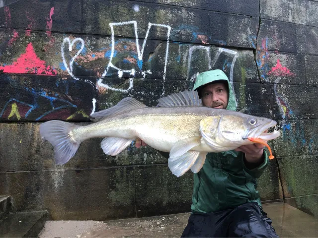 Zander