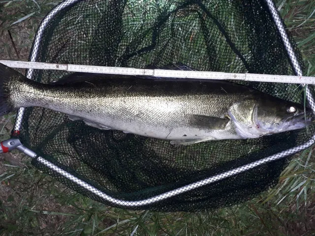 Zander