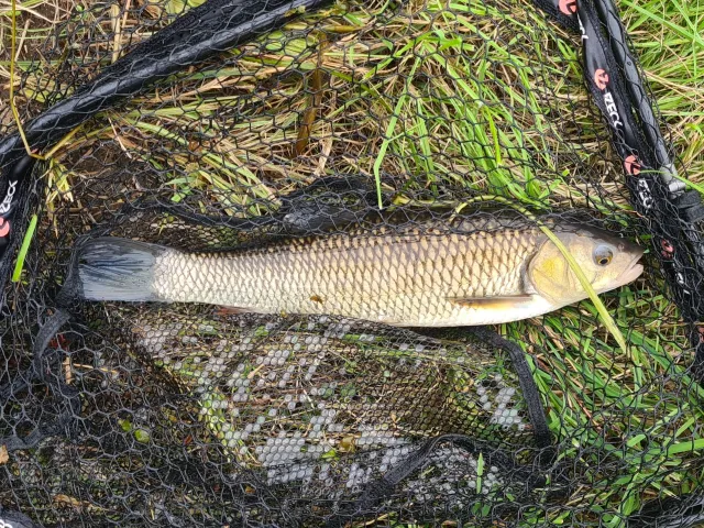 Döbel