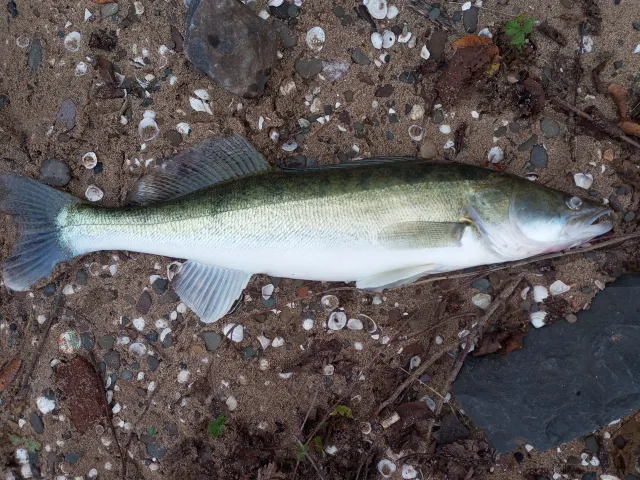 Zander