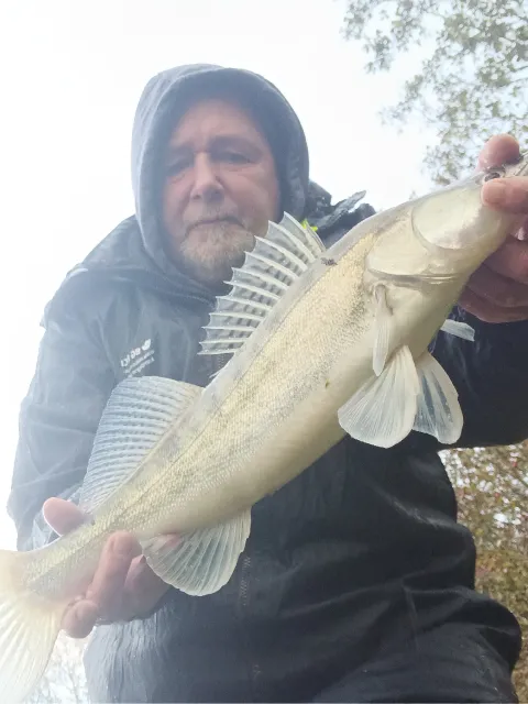 Zander