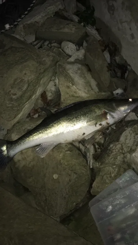 Zander