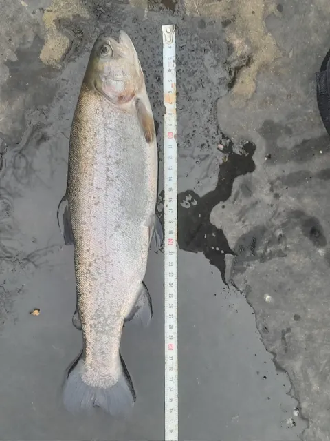 Regenbogenforelle