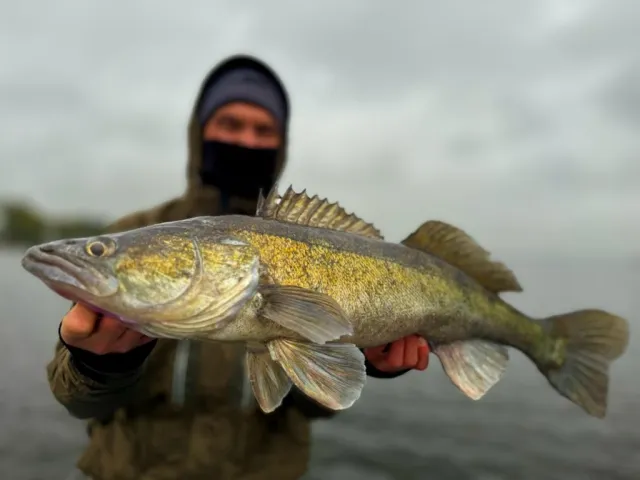 Zander