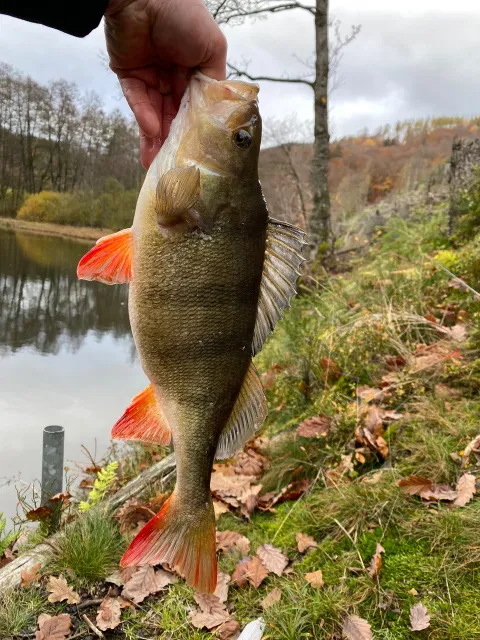 Flussbarsch