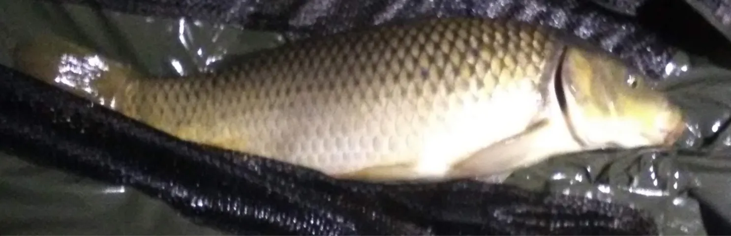 Karpfen