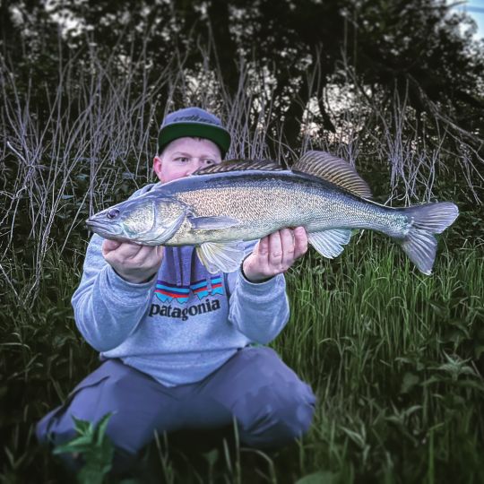 Zander
