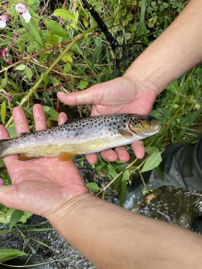 Bachforelle