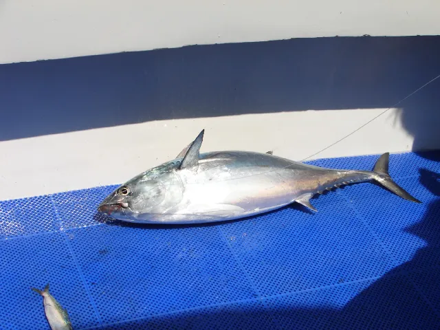 Thunfisch