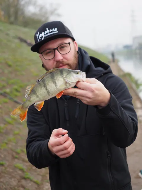 Flussbarsch