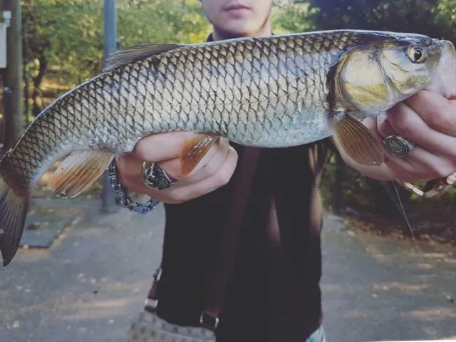 Döbel