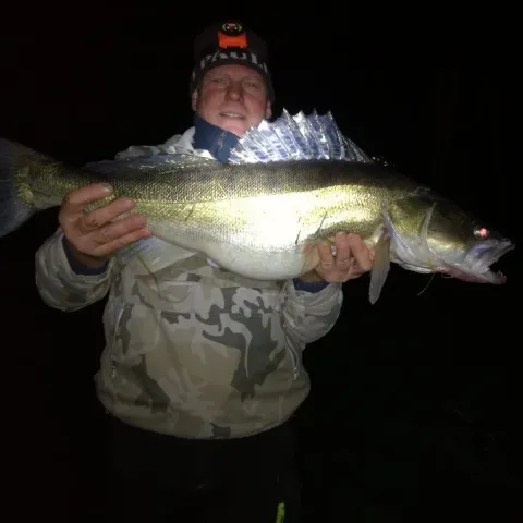 Zander