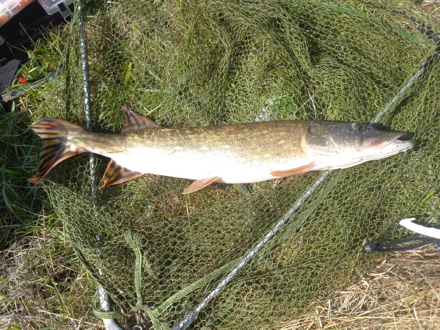 Hecht