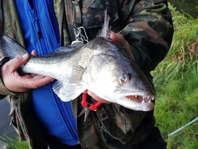 Zander