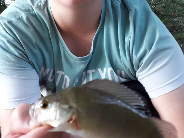 Flussbarsch