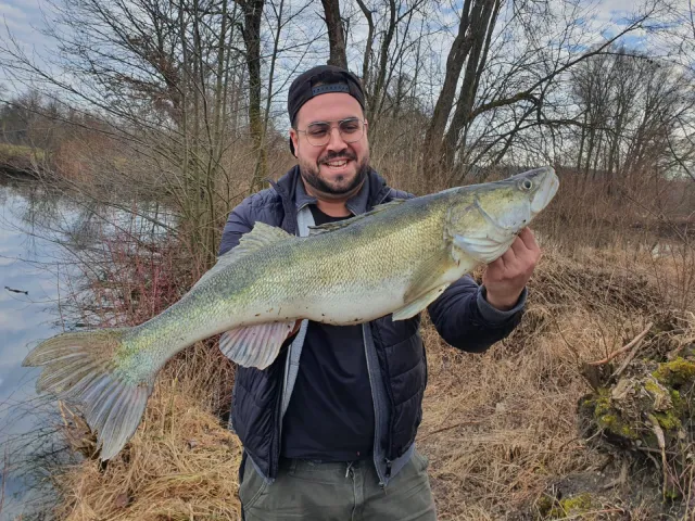 Zander