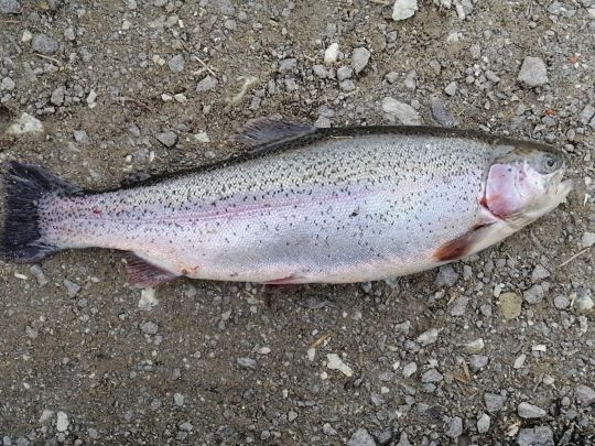 Regenbogenforelle