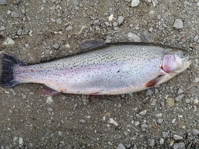 Regenbogenforelle