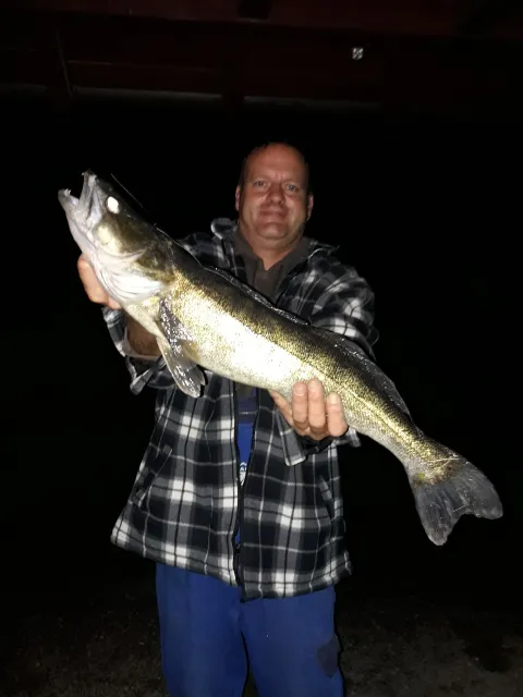 Zander