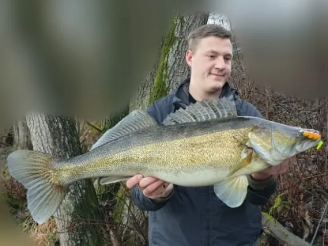 Zander