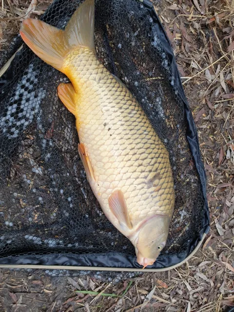 Karpfen