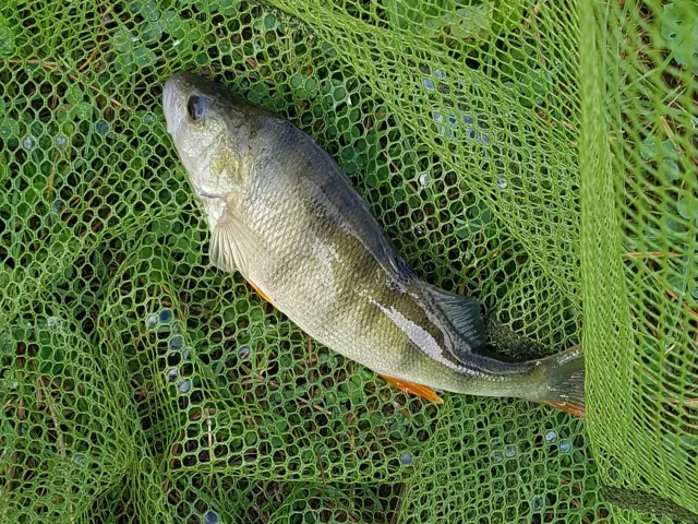 Flussbarsch