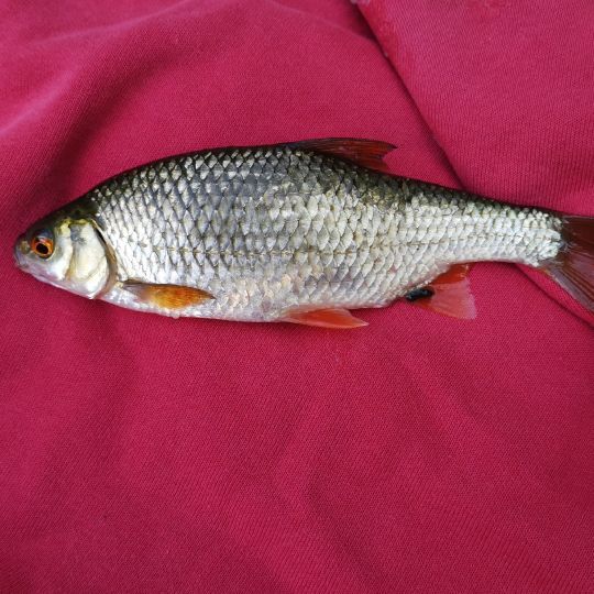 Rotauge