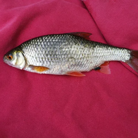 Rotauge