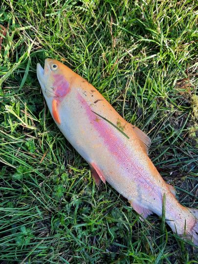 Regenbogenforelle