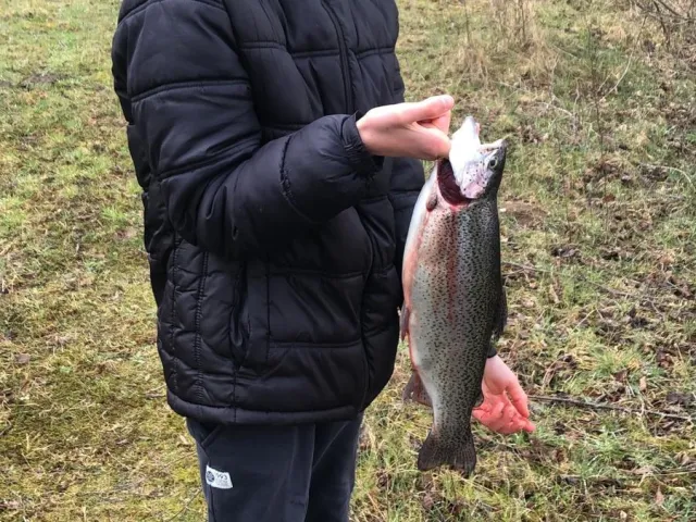 Regenbogenforelle