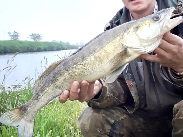 Zander