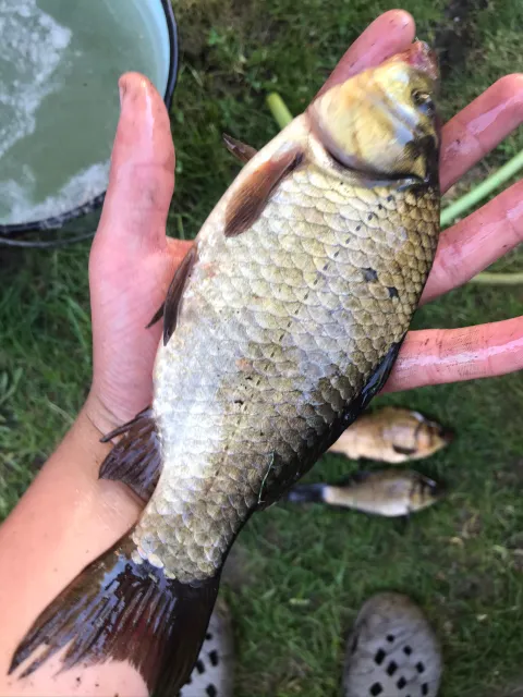 Karausche