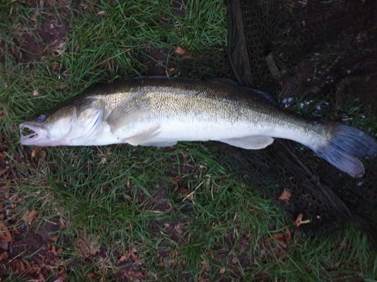 Zander