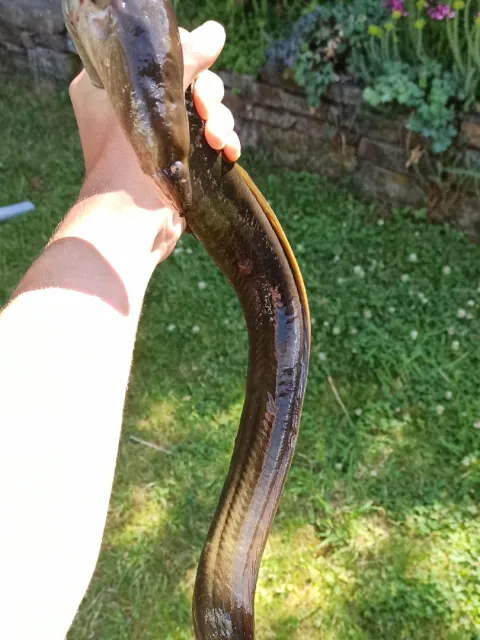 Aal
