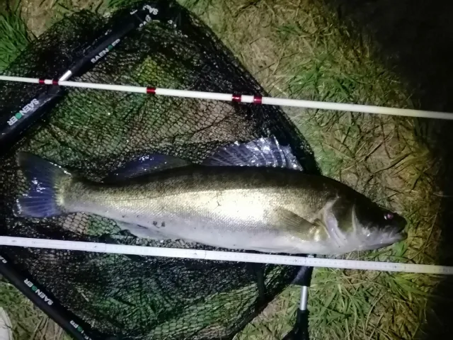 Zander