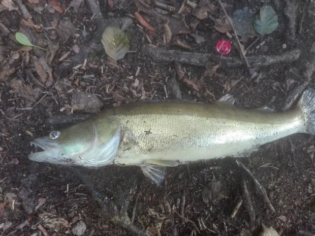 Zander