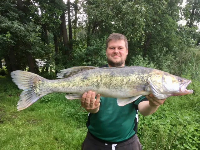 Zander