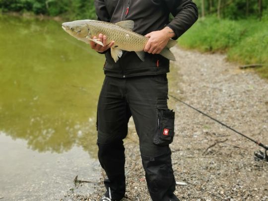 Graskarpfen