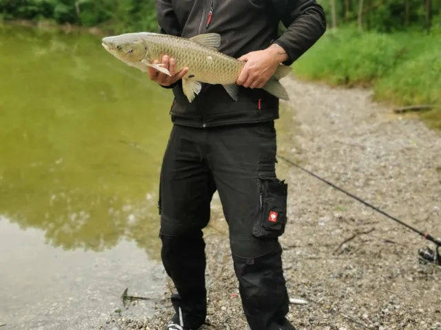 Graskarpfen