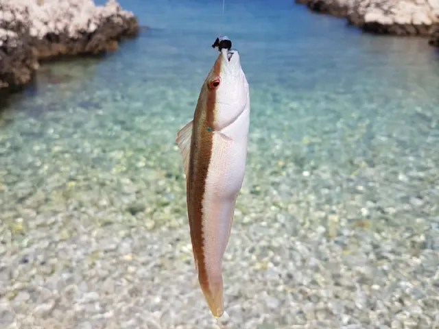 Lippfisch
