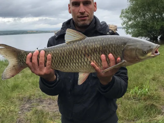 Graskarpfen